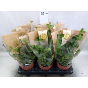 Peperomia tetraphylla 'Hope'