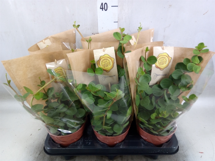 <h4>Peperomia tetraphylla 'Hope'</h4>
