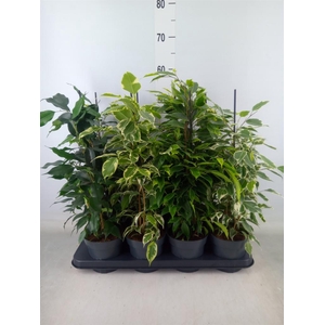 Ficus benja.   ...mix