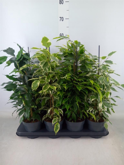 <h4>Ficus benja.   ...mix</h4>