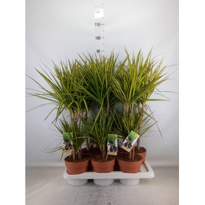Dracaena marg. 'Sunray'