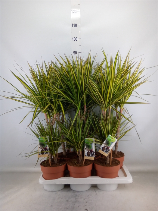 <h4>Dracaena marg. 'Sunray'</h4>