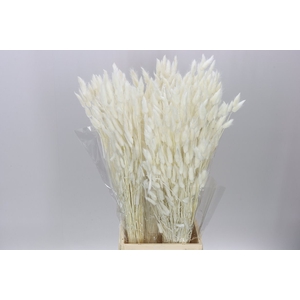 Dried Lagurus Bleached