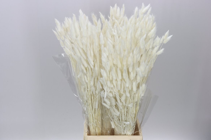 <h4>Dried Lagurus Bleached</h4>