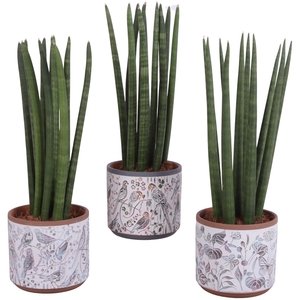 Sansevieria Cylindrica Straight 10 Leaf Ø14cm Ceramic Pot Forest