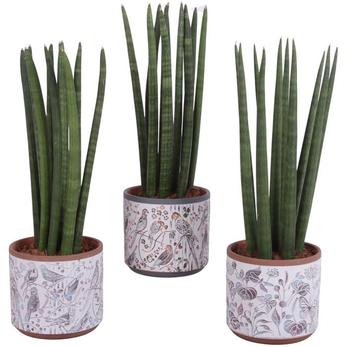 <h4>Sansevieria Cylindrica Straight 10 Leaf Ø14cm Ceramic Pot Forest</h4>