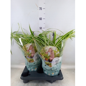 Chlorophytum com. 'Vittatum'
