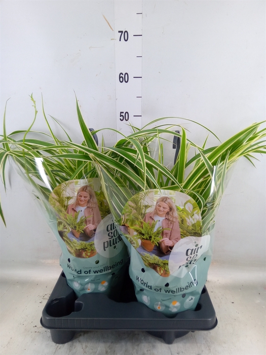 <h4>Chlorophytum com. 'Vittatum'</h4>