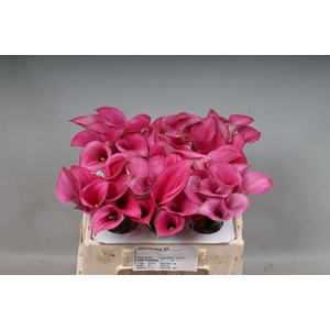 Zantedeschia call extase