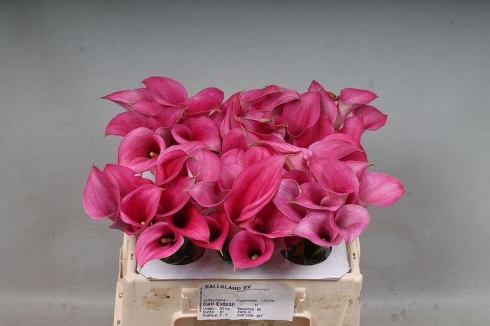 <h4>Zantedeschia call extase</h4>