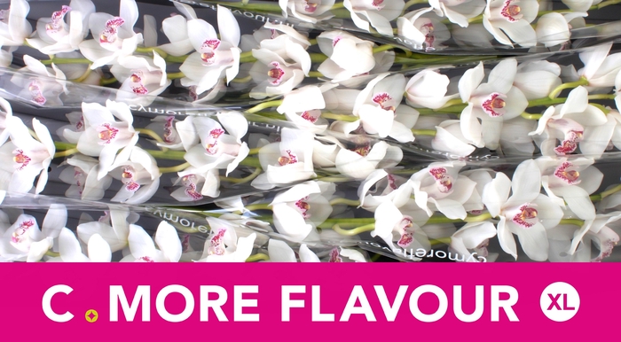 <h4>CYMB T VANITY</h4>