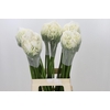 Agapanthus Gletsjer