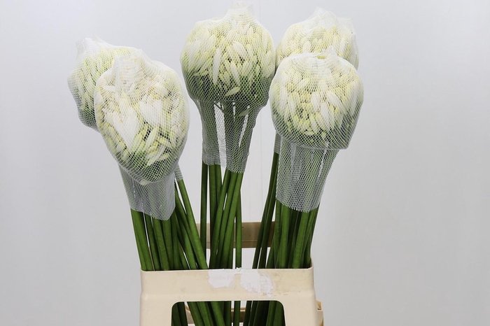 Agapanthus Gletsjer