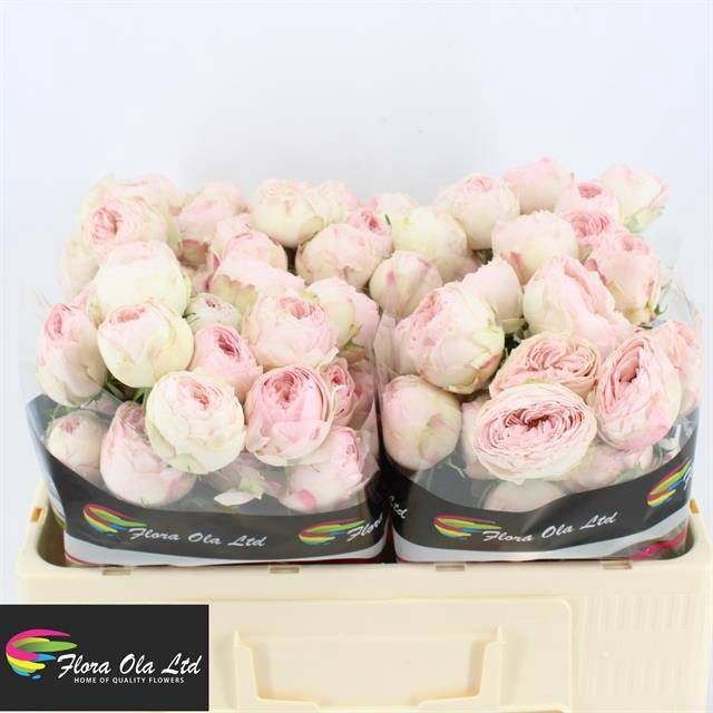 <h4>R Tr Mansfield Park Flora Ola</h4>
