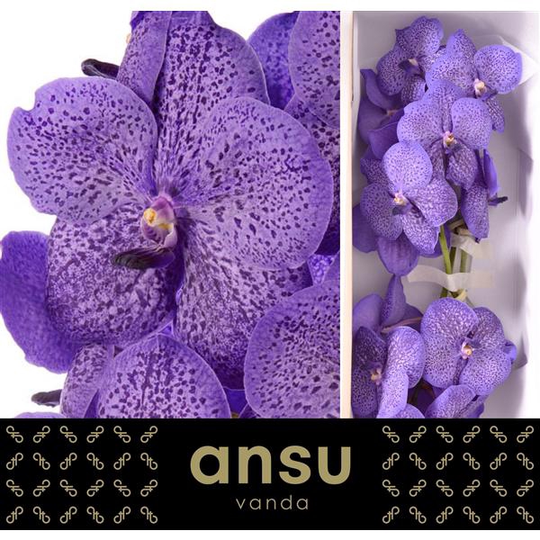 <h4>Vanda Lavender Sprinkles X16</h4>