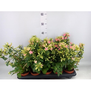 Fuchsia  'Walz Jubelteen'