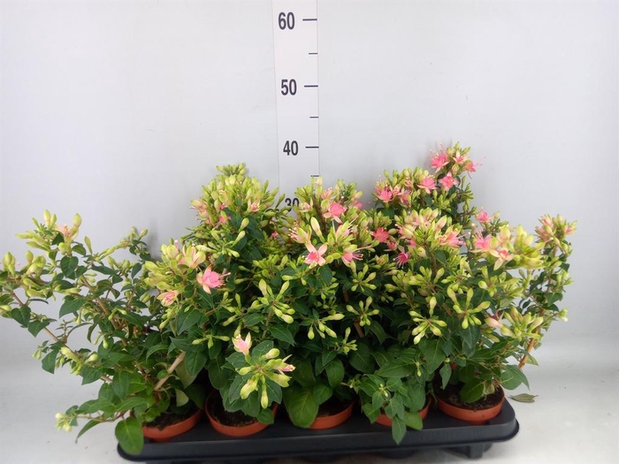 <h4>Fuchsia  'Walz Jubelteen'</h4>