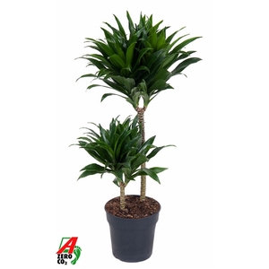 Dracaena Compacta 45-15