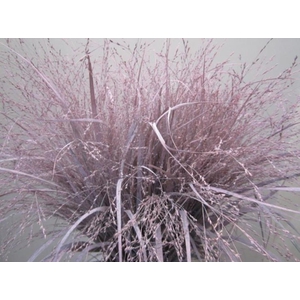 Panicum Warrior Licht Rose