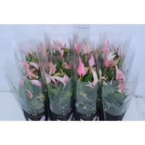 ANTHURIUM LILLI P09 PREMIUM