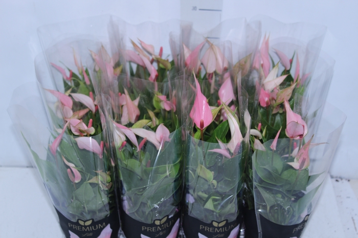 <h4>ANTHURIUM LILLI P09 PREMIUM</h4>