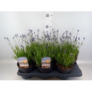 Lavandula angus. 'Ellagance Purple'