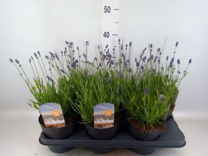 <h4>Lavandula angus. 'Ellagance Purple'</h4>
