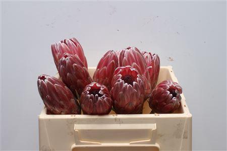 <h4>Protea Pink Ice No Leaves</h4>