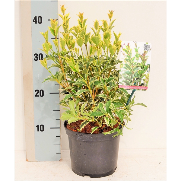 <h4>Osmanthus heterophyllus 'Variegatus'</h4>