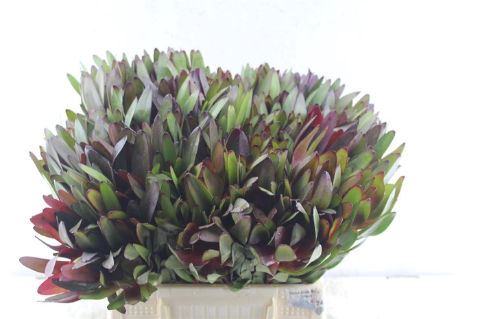 <h4>Leucad Saf Sunset</h4>