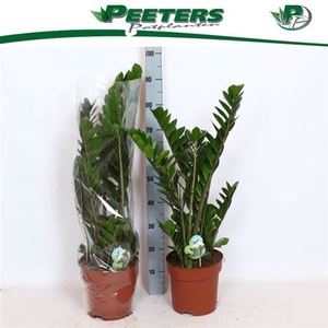 Zamio Zamiifolia 8+ 24cm Potten