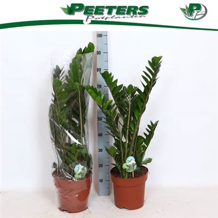 <h4>Zamio Zamiifolia 8+ 24cm Potten</h4>