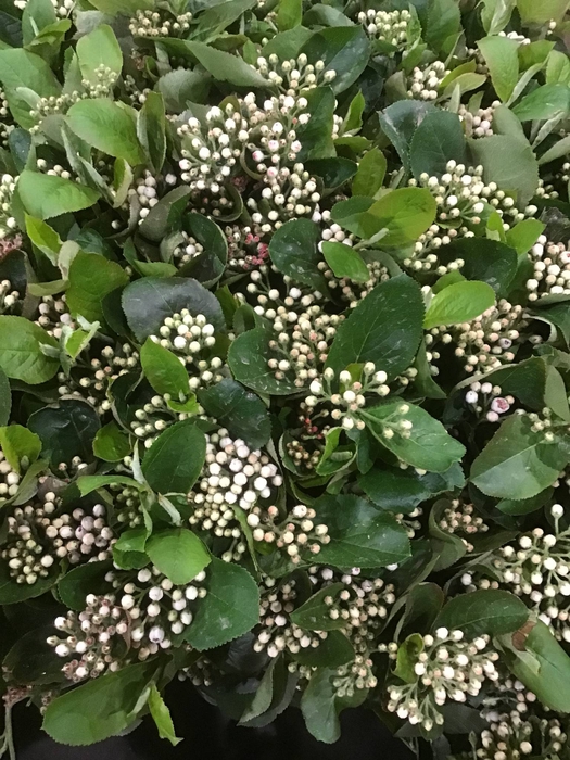 ARONIA GWS