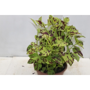 OXALIS VULCANICOLA C21