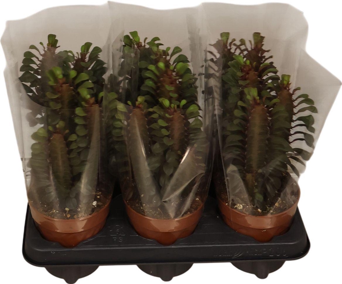 <h4>Euphorbia Trigona Rubra</h4>
