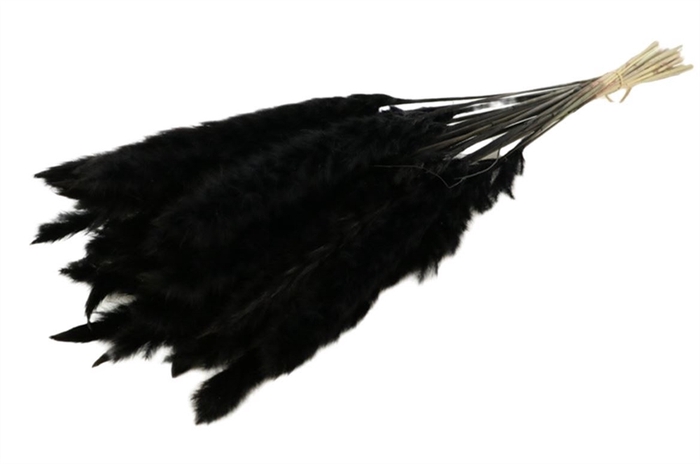 Bunch Fluffy Pampas Slv 35g L70