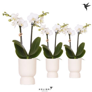 Kolibri Orchids Phalaenopsis white 2 spike in Diabolo travertine
