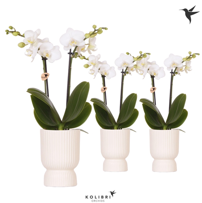 <h4>Kolibri Orchids Phalaenopsis white 2 spike in Diabolo travertine</h4>