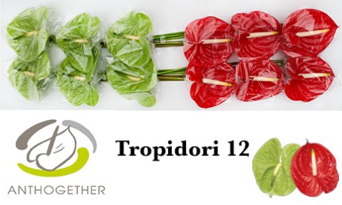 <h4>Anthurium Tropidori</h4>