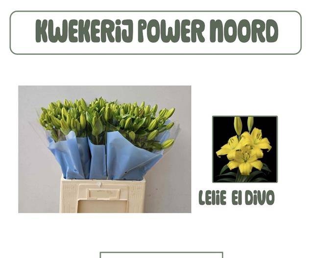 <h4>LI LA EL DIVO</h4>