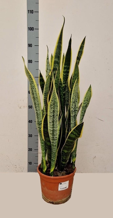 <h4>SANSEV LAURENTII</h4>