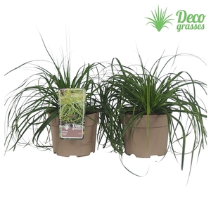 Carex oshimensis 'Everlime'®