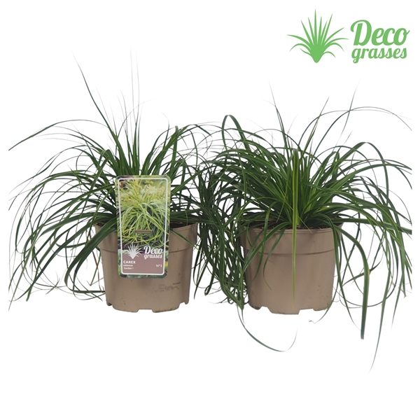 <h4>Carex oshimensis 'Everlime'®</h4>