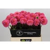 Dahlia Doris Duke