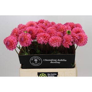 Dahlia Doris Duke