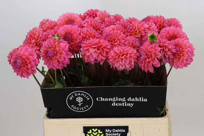 <h4>Dahlia Doris Duke</h4>