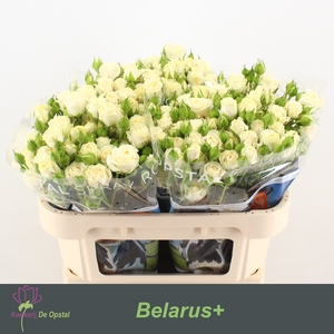 R tr Belarus+