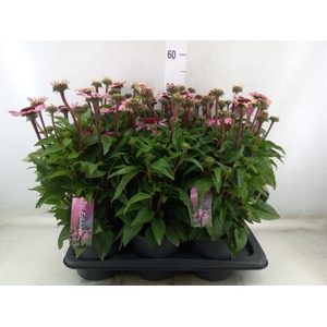 Echinacea purp. 'Mooodz Courage'