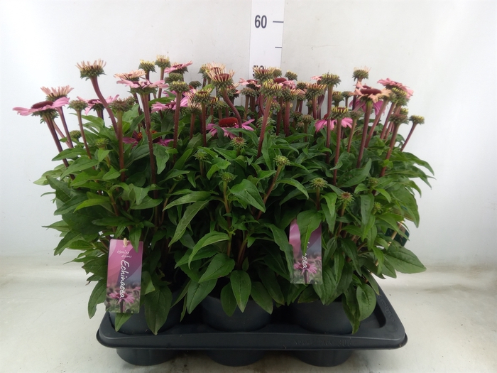 <h4>Echinacea purp. 'Mooodz Courage'</h4>