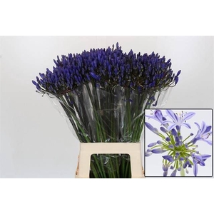 AGAP EYFORI BLUE